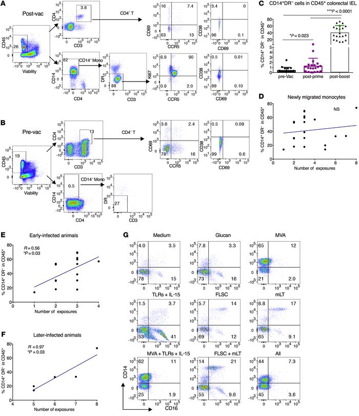 Mucosal vaccine induced newly migrated monocytes in the IELs of the colo...