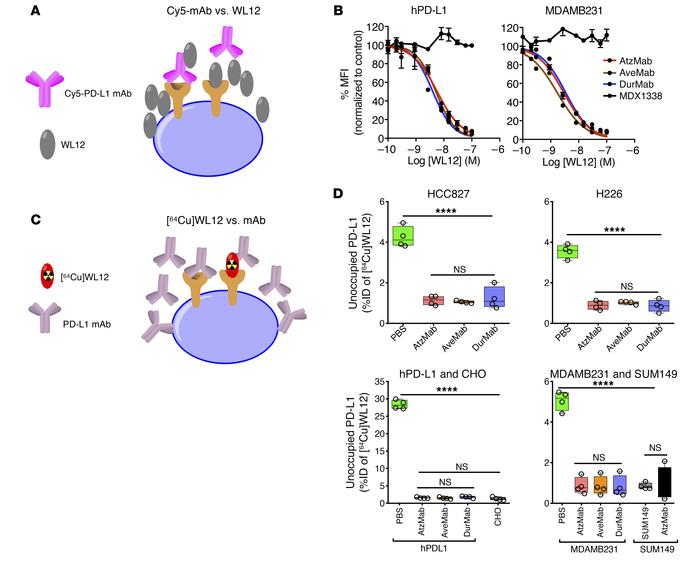 WL12 inhibits interaction between PD-1 and PD-L1 therapeutics in vitro.
...