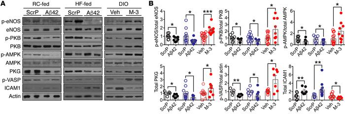 BACE1 activity and Aβ42 regulate aortic NO signaling.
(A) Representative...