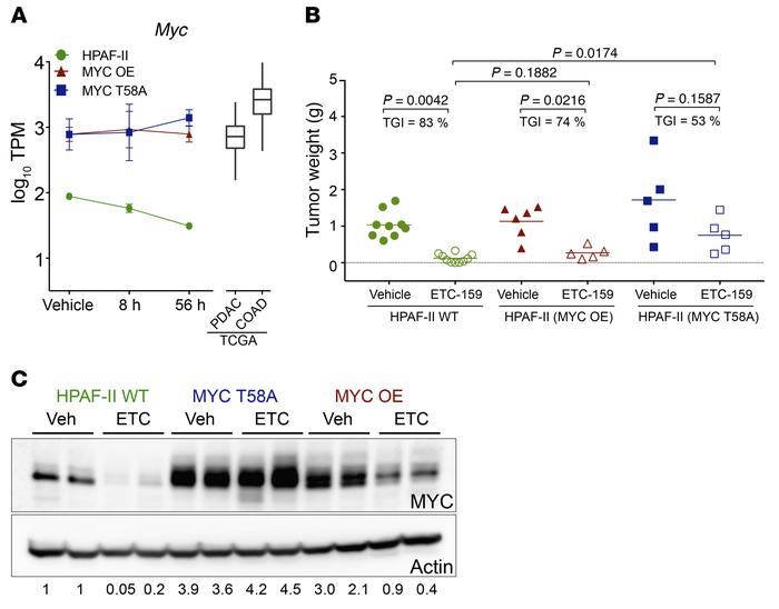 Stabilized MYC partially reverses the effects of Wnt inhibition.
(A) Exp...