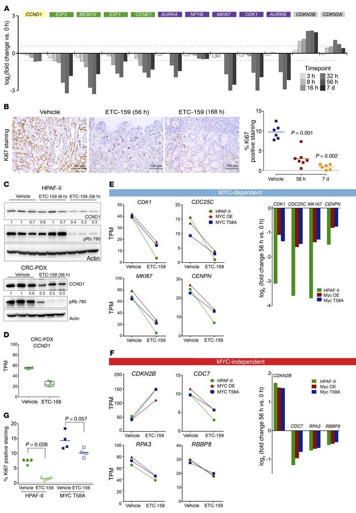 Wnt-regulated cell-cycle changes are only partially influenced by MYC.
(...