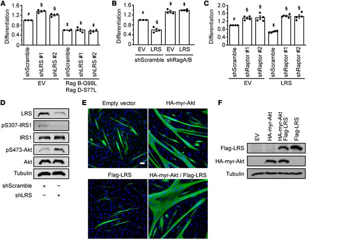 LRS inhibits myogenic differentiation through the Rag-mTORC1 pathway.
(A...