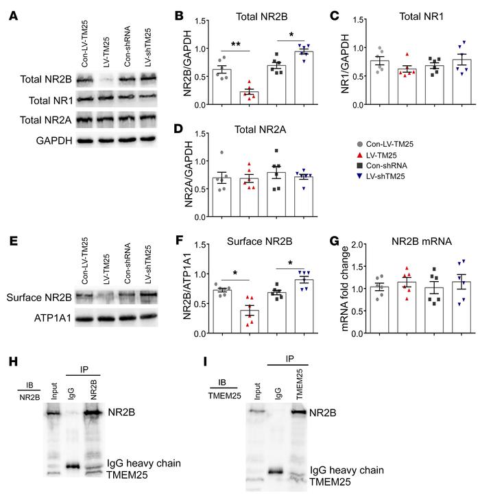 Influence of TMEM25 on NMDAR expression in hippocampal tissues and coimm...