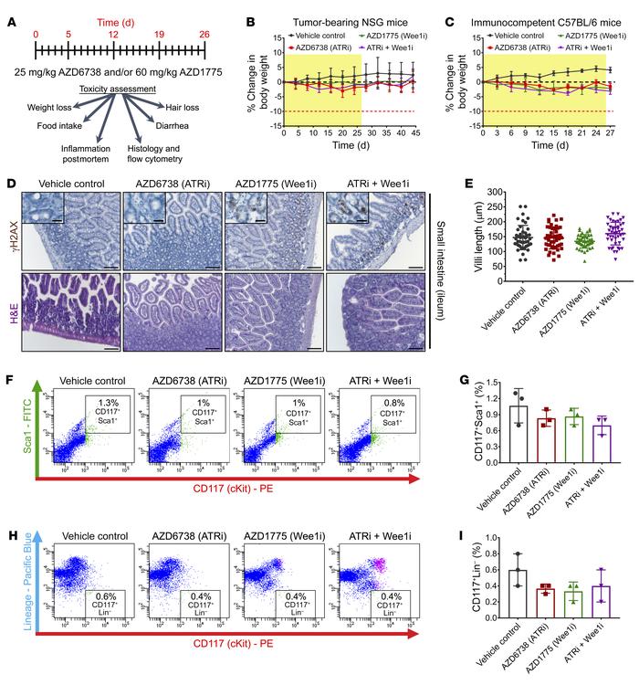 Combination treatment with ATR and Wee1 inhibitors and normal tissue tox...