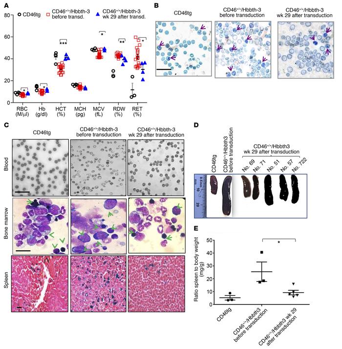 Phenotypic correction of CD46+/+/Hbbth-3 mice by in vivo HSPC transducti...