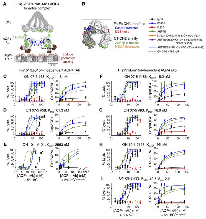 Impact of CH2-C1q affinity and CH3 Fc-Fc interactions on AQP4-IgG–mediat...
