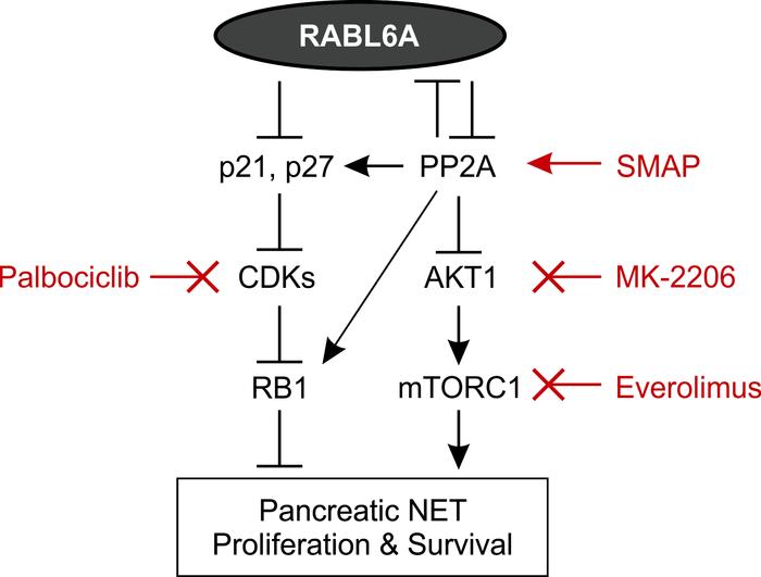 RABL6A oncogenic signaling in PNETs.
Schematic showing that RABL6A inhib...