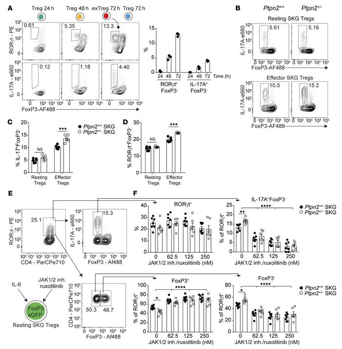 
Ptpn2 haploinsufficiency promotes conversion of RORγt+ effector Tregs.
...