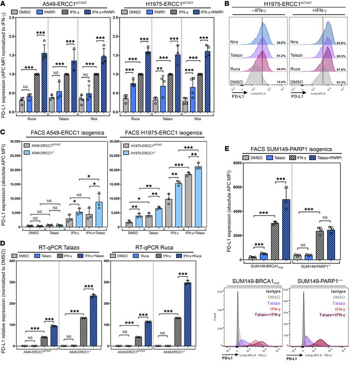 ERCC1 deficiency and PARPi exposure potentiate IFN-γ–induced cell-surfac...