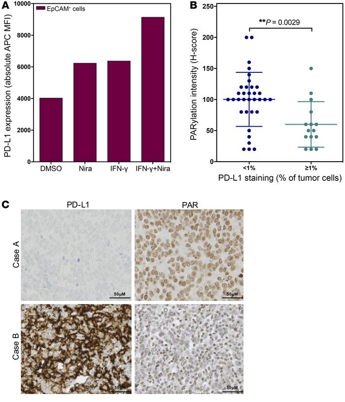 PARPi induce PD-L1 expression in patient-derived NSCLC cells and high PD...