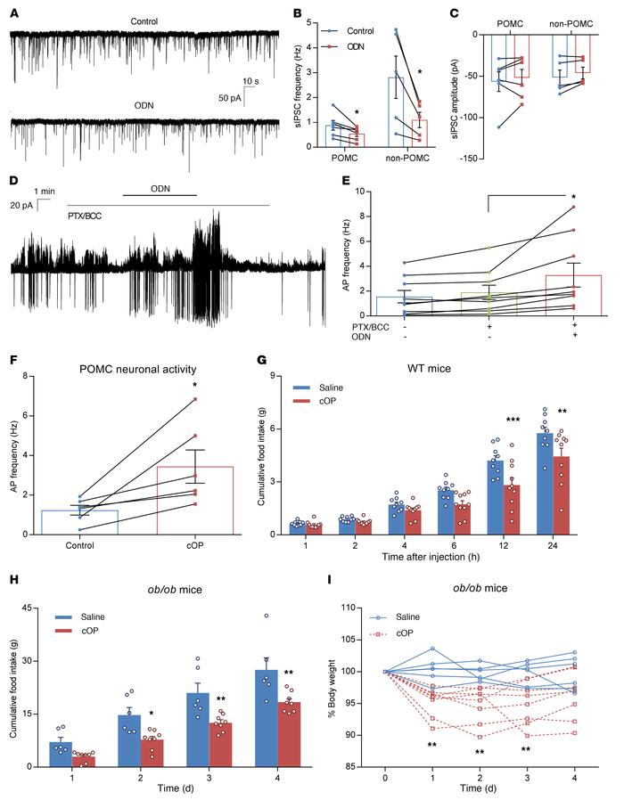 ODN activates POMC neurons through a GABAA-independent but ODN GPCR–depe...