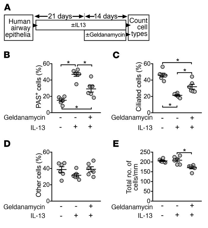 HSP90 inhibition partially reverts IL-13–induced goblet cell metaplasia ...