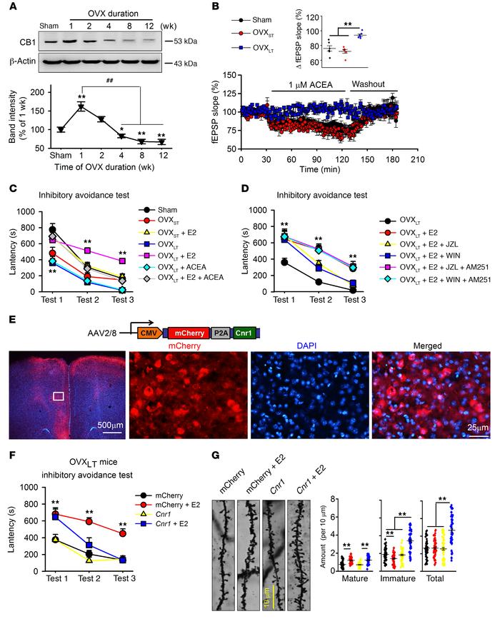 Decreased CB1 in mPFC and rescue of impairment of memory extinction by a...