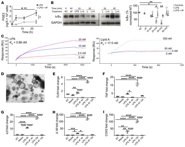 4F inhibits the LPS-mediated proinflammatory response of human macrophag...