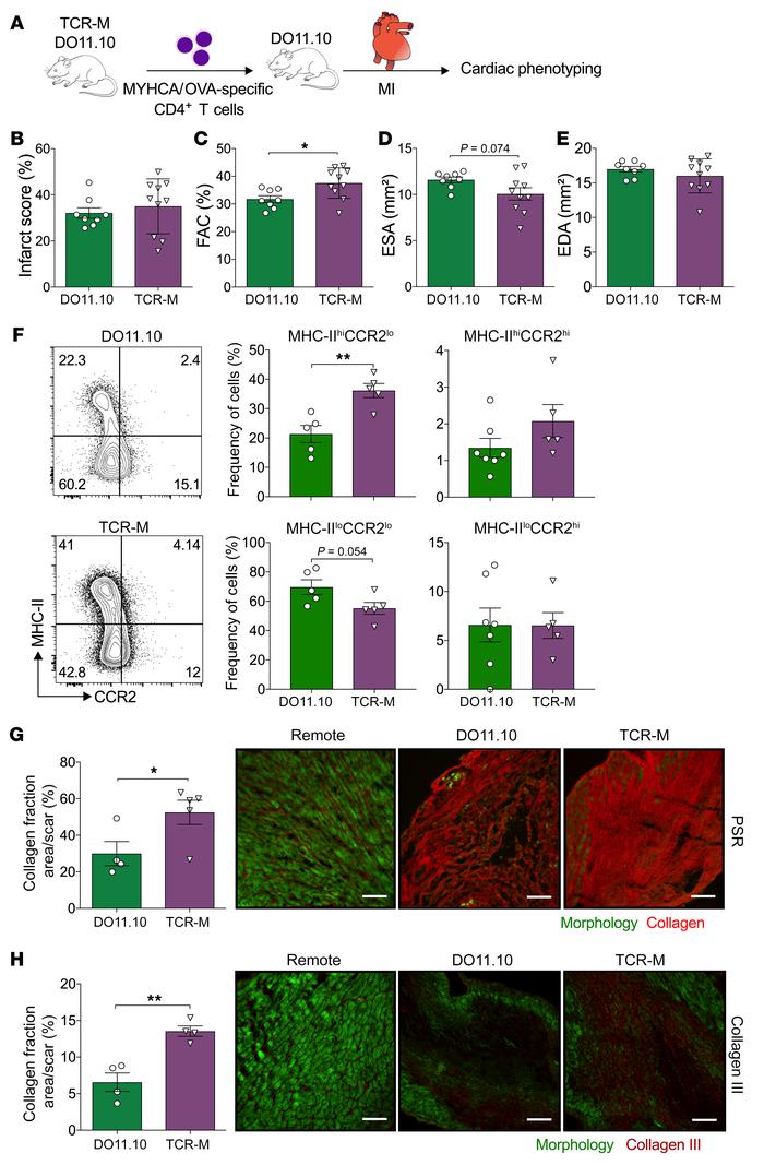 Heart-specific CD4+ T cells activated in the MI context exert cardioprot...