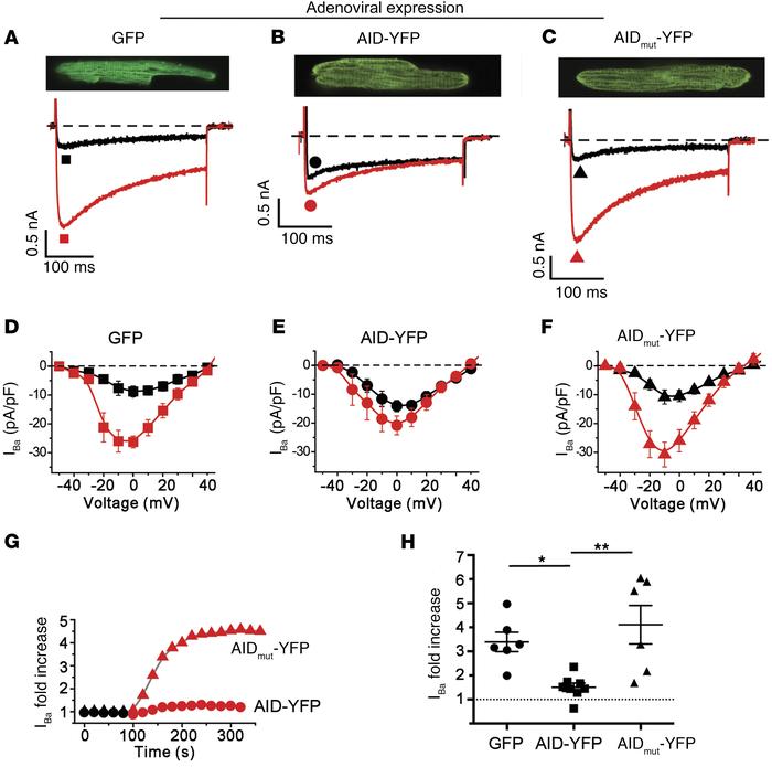 β-less WT endogenous CaV1.2 channels are not stimulated by PKA.
(A–C) Ad...