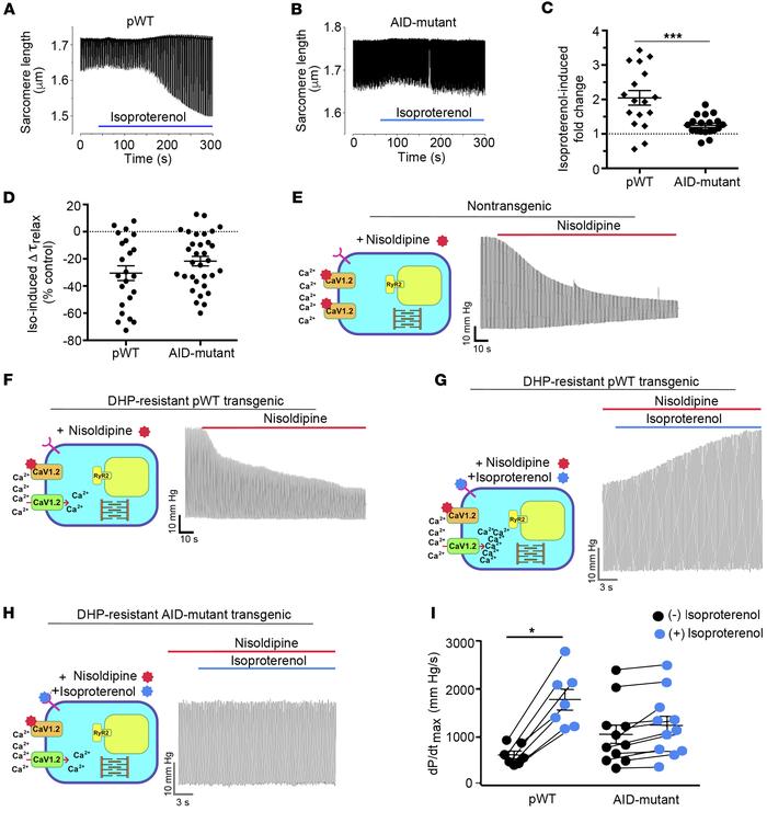 Attenuated β-adrenergic–stimulated inotropy in AID-mutant α1C transgenic...