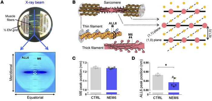 Determination of the nanostructure of muscle fibers.
(A, top) Image of 2...