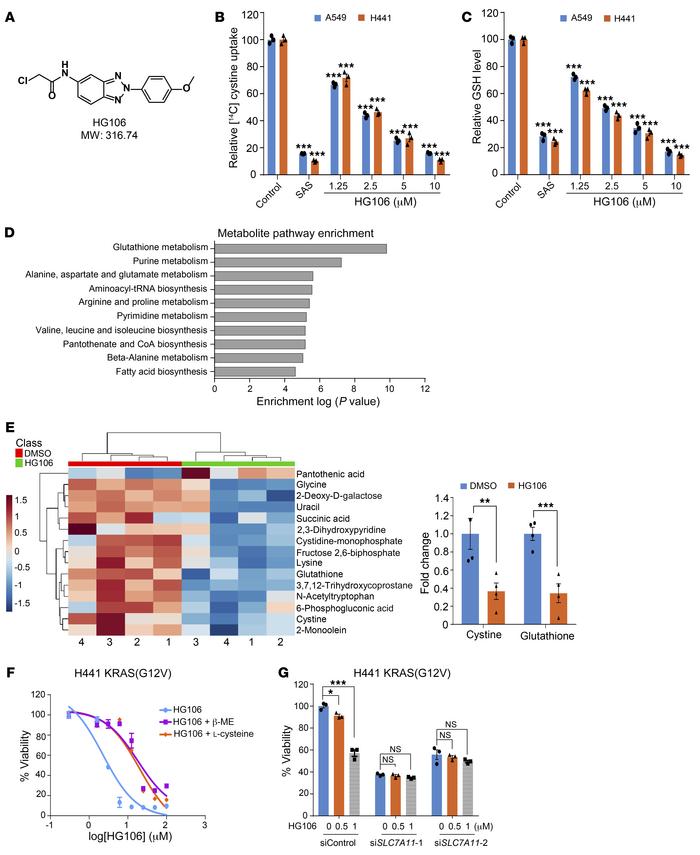 Identification of HG106 as a potent SLC7A11 inhibitor.
(A) Chemical stru...