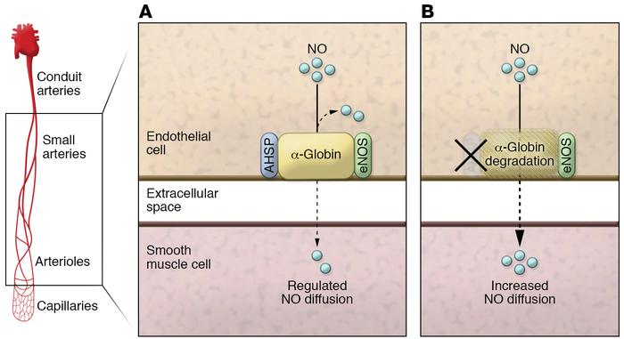 Role of AHSP in the regulation of NO.
(A) In resistance arteries and art...