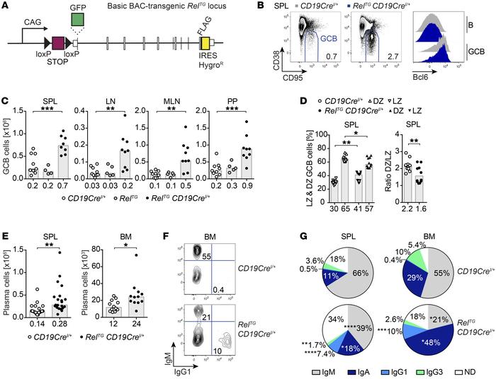 B cell–specific c-Rel overexpression causes spontaneous GCB cell expansi...