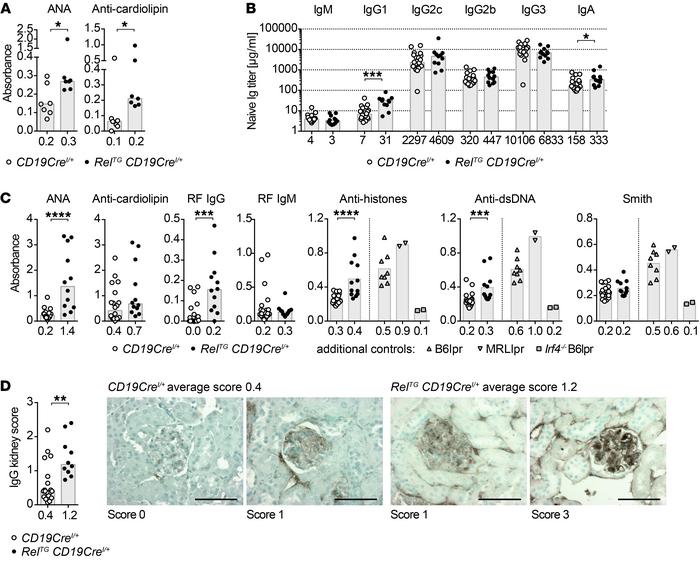 c-Rel gain induces autoimmunity in mice.
(A) ANA and anti-cardiolipin au...