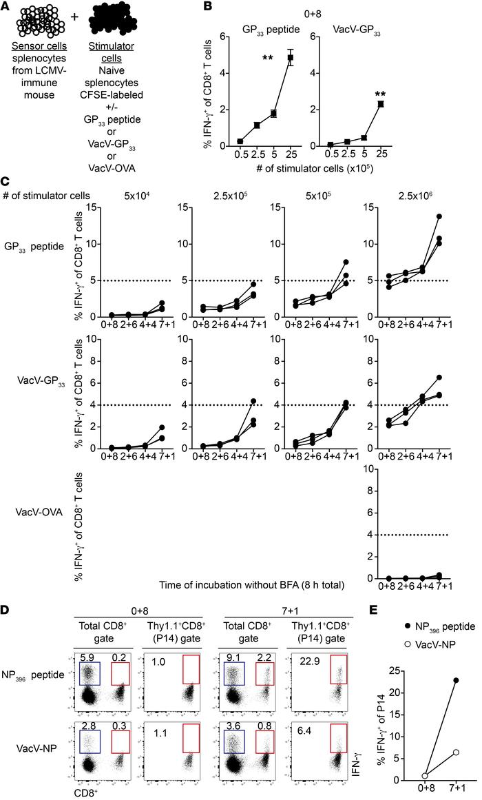 Delayed BFA addition leads to bystander activation of CD8+ T cells follo...