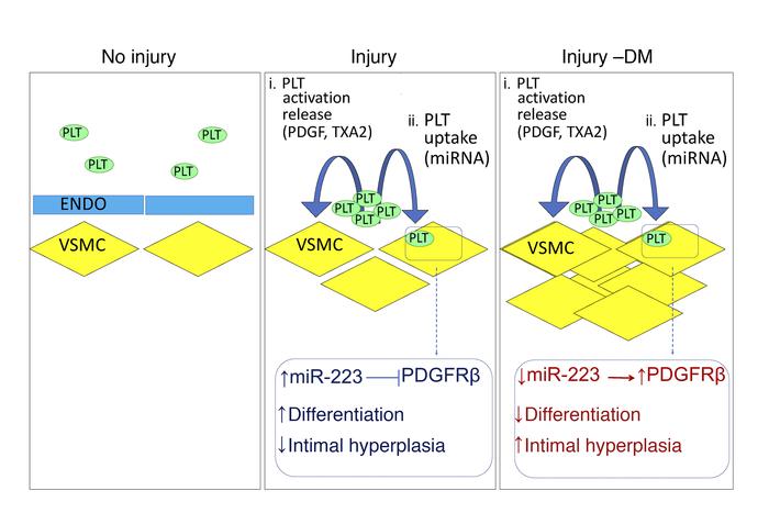 Proposed model for miRNAs transfer in normal and DM platelets into VSMCs...