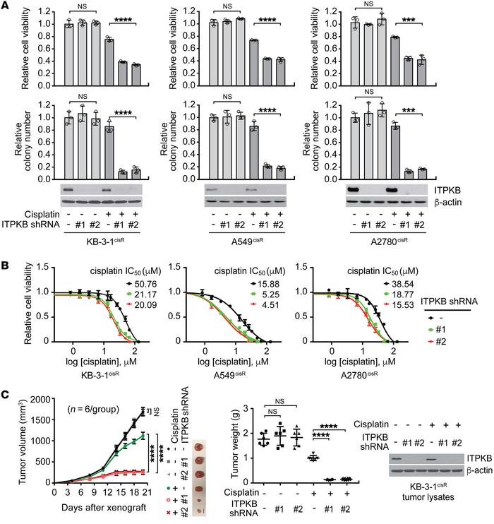 ITPKB is important for cisplatin-resistant cancer cell proliferation and...