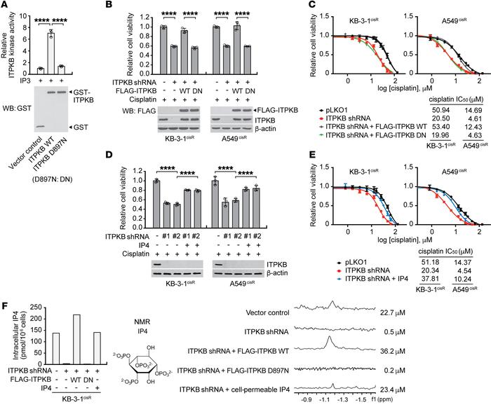 IP4, the product of ITPKB, confers cisplatin resistance to cancer cells....