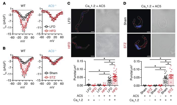 AC5 expression is critical for increased L-type Ca2+ channel activity in...