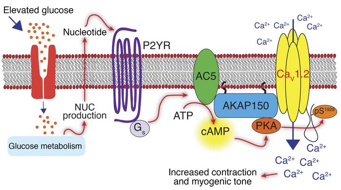 Proposed model for role of AC5-mediated localized cAMP production in sti...