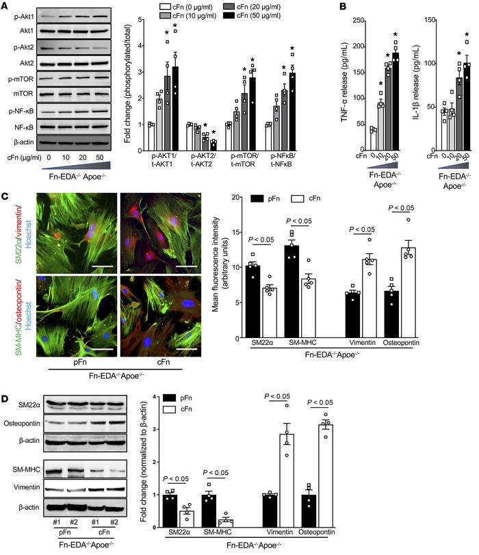 Exogenous cFn-EDA potentiates Akt1 signaling and promotes phenotypic swi...
