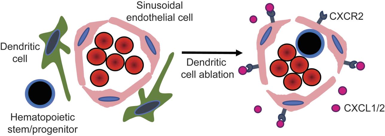 JCI - Bone marrow dendritic cells regulate hematopoietic stem ...