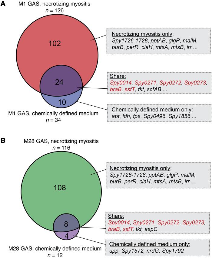 Overlap between GAS fitness genes required for necrotizing myositis and ...
