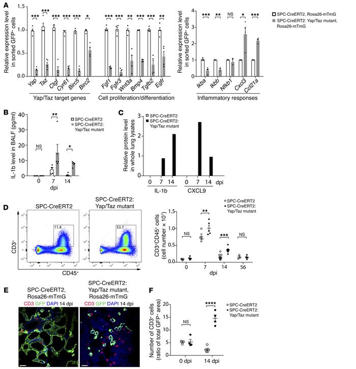 Inflammatory responses in Yap/Taz mutant lungs.
(A) GFP+ AECIIs at 7 dpi...