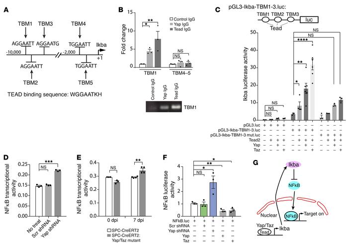 Regulation of Yap/Taz on IκBa expression and NF-κB transcriptional activ...