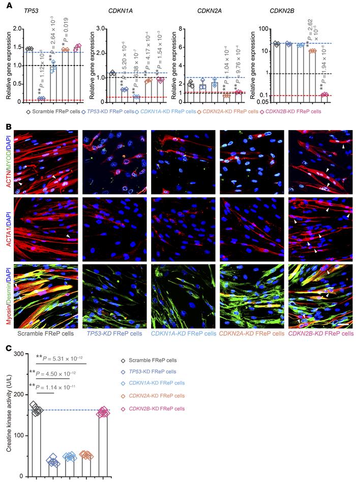 
TP53 and CDKN gene–KD FReP cells have different gene expression profile...