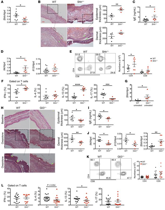 Shh mutation aggravates but Gli3 mutation ameliorates chronic AD.
(A–F) ...