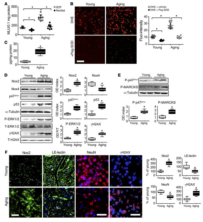 Nox2 expression, activation of stress signaling pathways, and oxidative ...