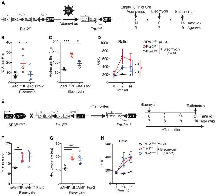 Fra-2 expression is essential for bleomycin-induced lung fibrosis.
(A) S...