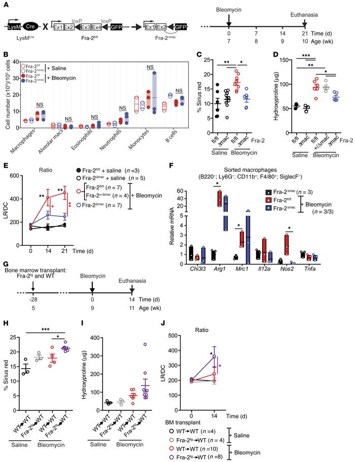 Bleomycin-induced lung fibrosis requires Fra-2 expression in macrophages...