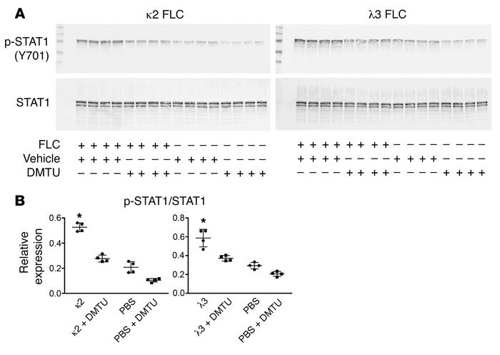 DMTU inhibited the FLC-mediated activation of STAT1 in HK-2 cells.
(A an...