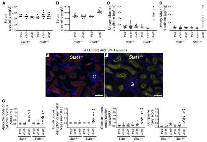 Effect of the 2 doses of κ2 FLCs on renal pathophysiology in Stat1–/– an...