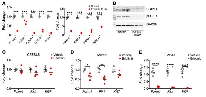 
Foxm1 is downstream of the Egfr pathway in tubular epithelial prolifera...