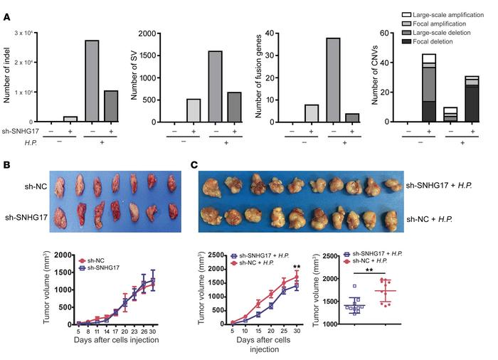 SNHG17 knockdown regulated genome rearrangements in gastric cancer cells...