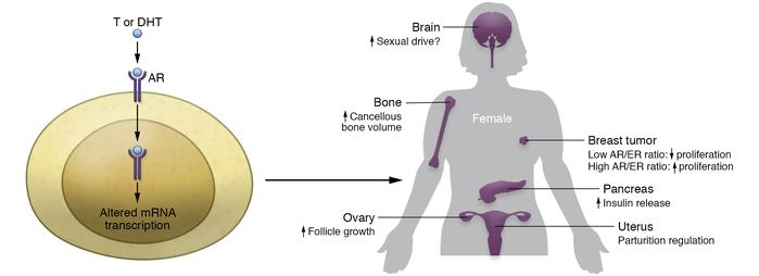 Androgens (including testosterone [T] and DHT) act through AR at the pla...