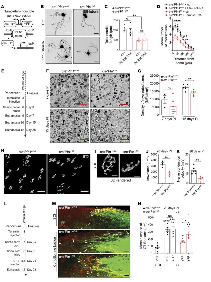 Pfn1 depletion in vivo decreases axonal regeneration and functional reco...