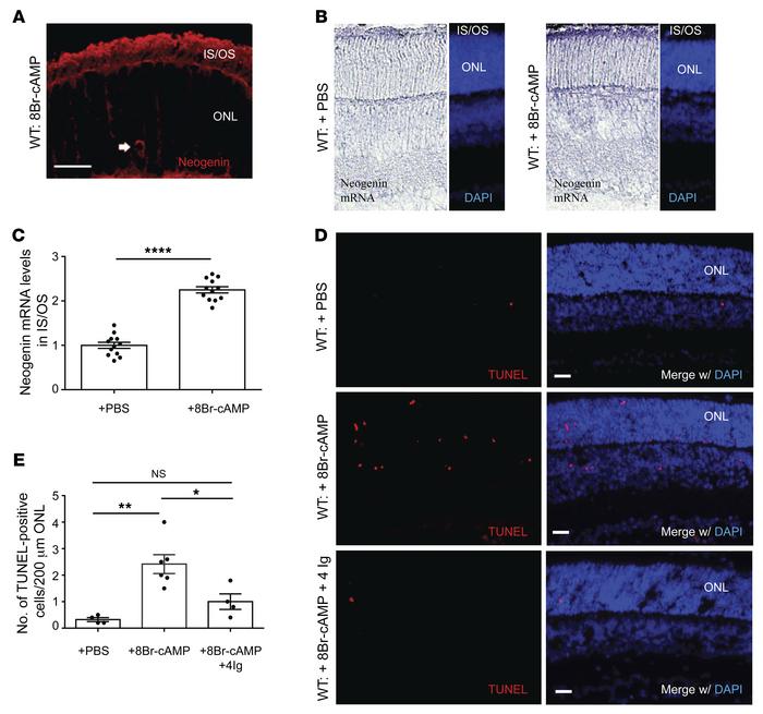 cAMP promotes photoreceptor cell death through neogenin.
(A) P9 C57BL/6J...