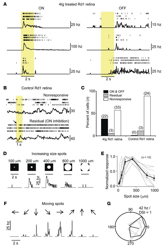 Improved feature detection in 4Ig-treated Rd1 eyes.
Rd1 mice were treate...